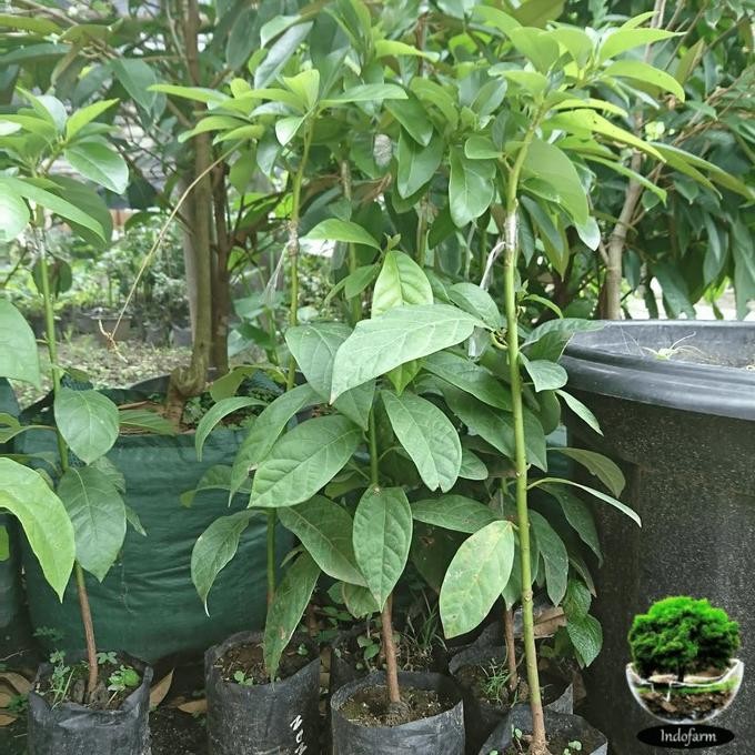 Terlaris Tanaman Bibit Buah Alpukat tanpa Biji UNGGULAN