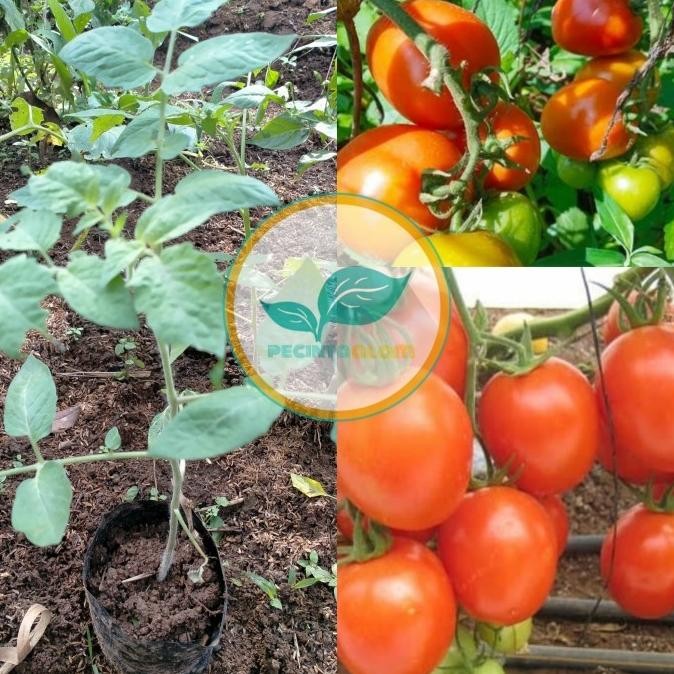 Terlaris Bibit pohon tomat apel/Tanaman buah tomat apel UNGGULAN