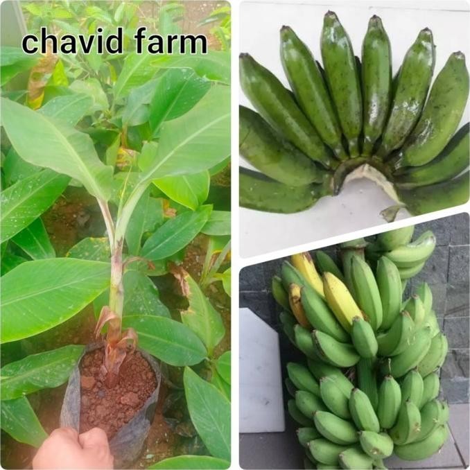 bibit pisang raja ijo tunas anakan tanaman pohon pisang raja ijo SBB15 ATX