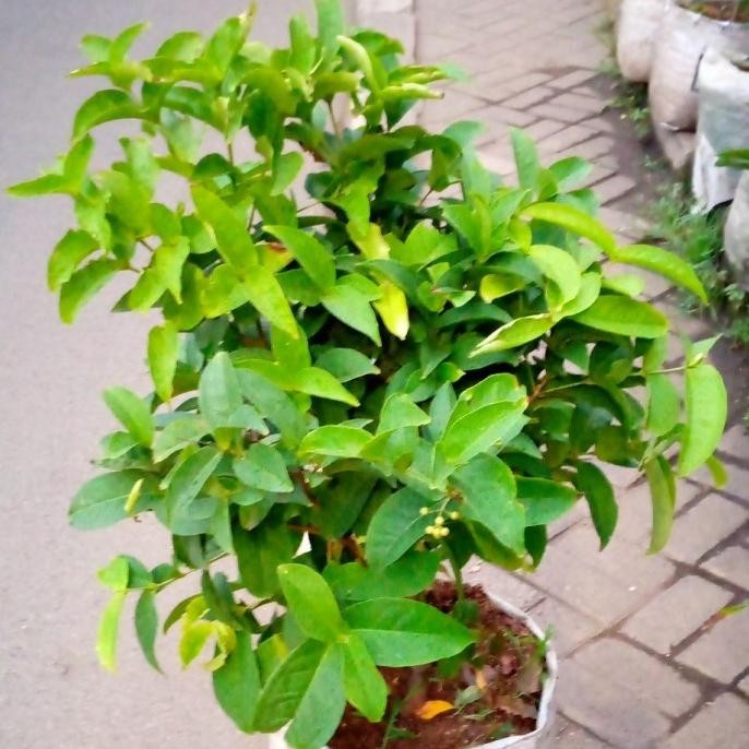 pohon jambu air cincalo/tanaman jambu air cincalo siap berbuah rimbun Aww