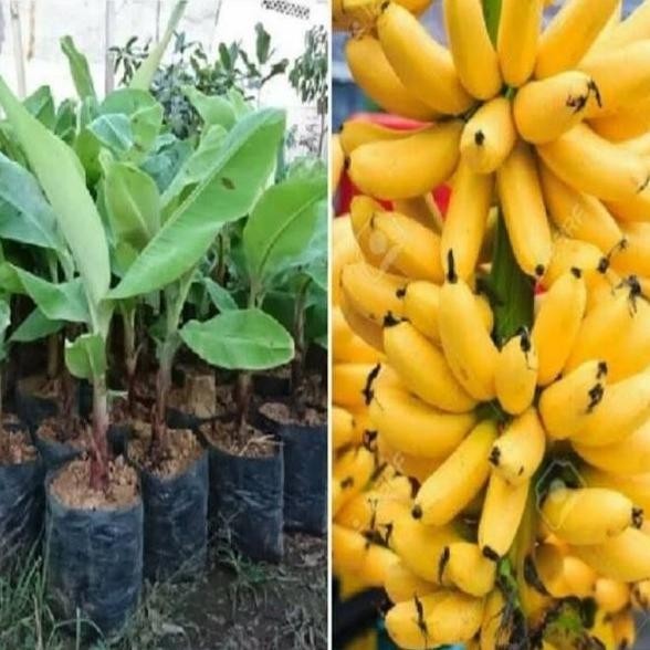 POHON Pisang Emas - Pisang Mas - Bibit Tanaman Buah Pisang Emas AZZ