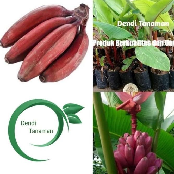 Bibit Pohon Pisang Raja Merah / Buah Pisang Raja PREMIUM