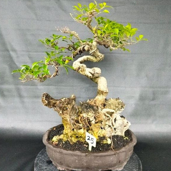 Bonsai Kimeng Style On The Rock