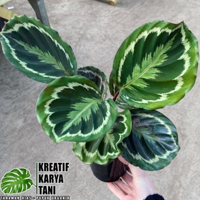 Tanaman hias calathea medalion - Calathea medalion