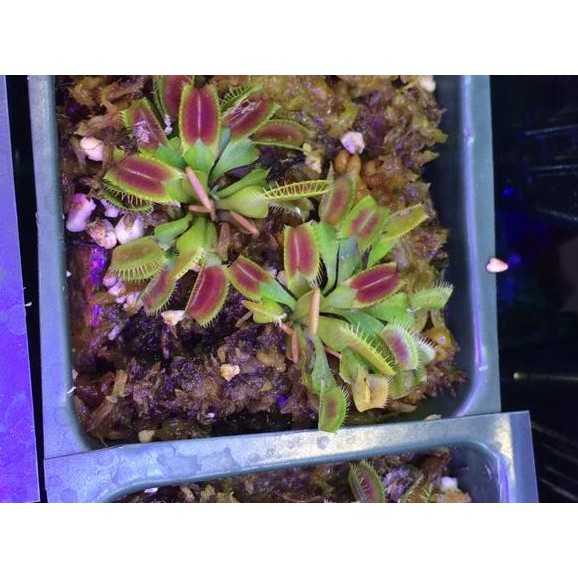 Venus flytrap (bonus pot & media tanam)
