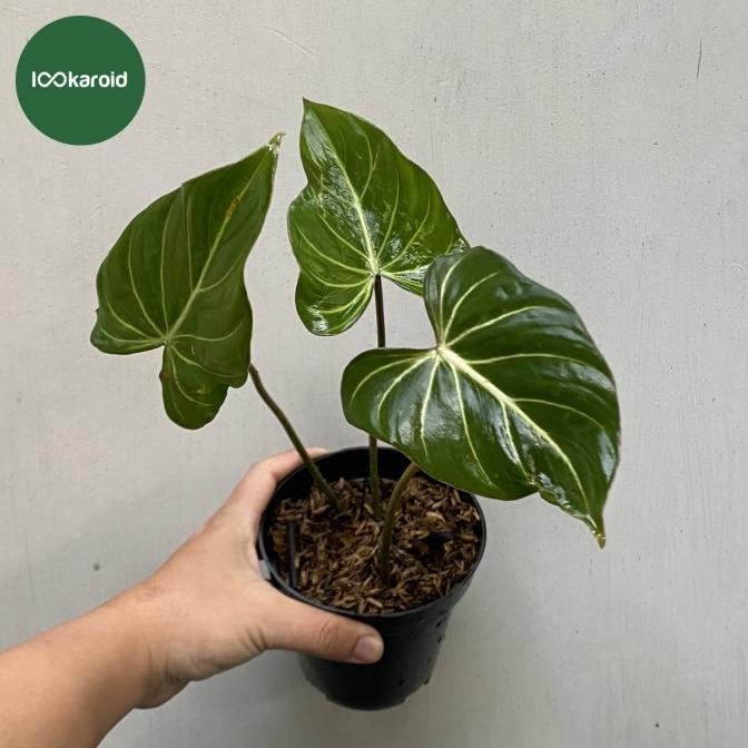 Tanaman Hias Philodendron Gloriosum Dark Form