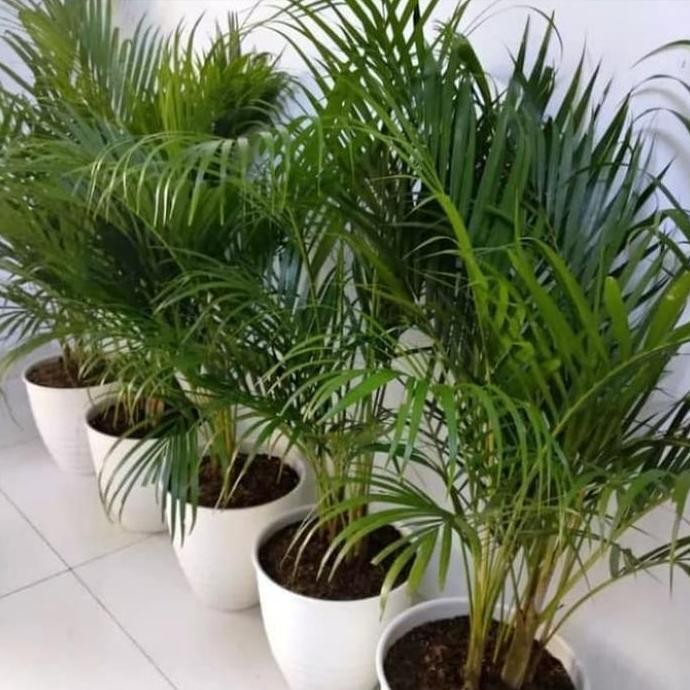 Palm kuning kuning GOLD + pot putih