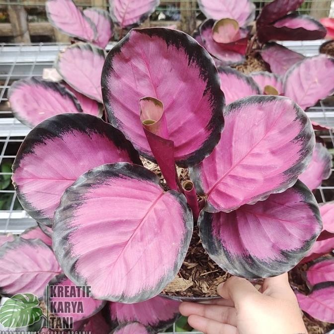 Tanaman hias calathea crimson - Calatea crimson Roseopicta
