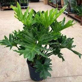 tanaman hias philo selloum jari rimbun