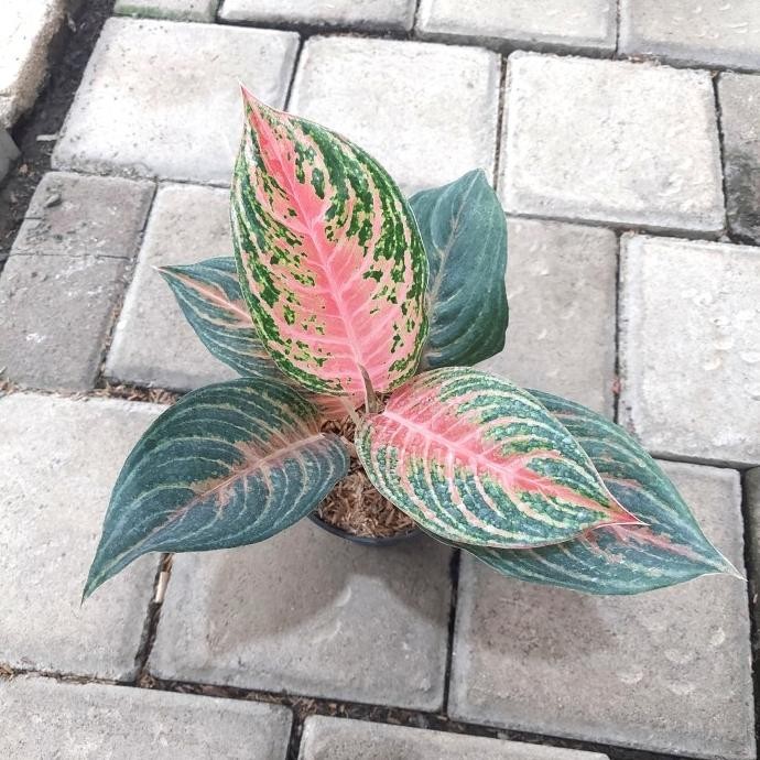 Aglonema Pink Beauty