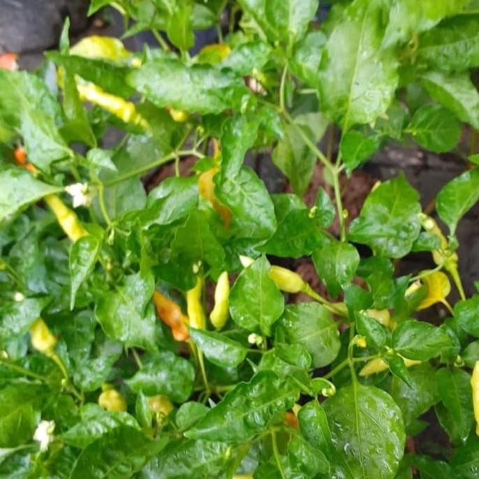 

Tanaman Cabe Rawit setan