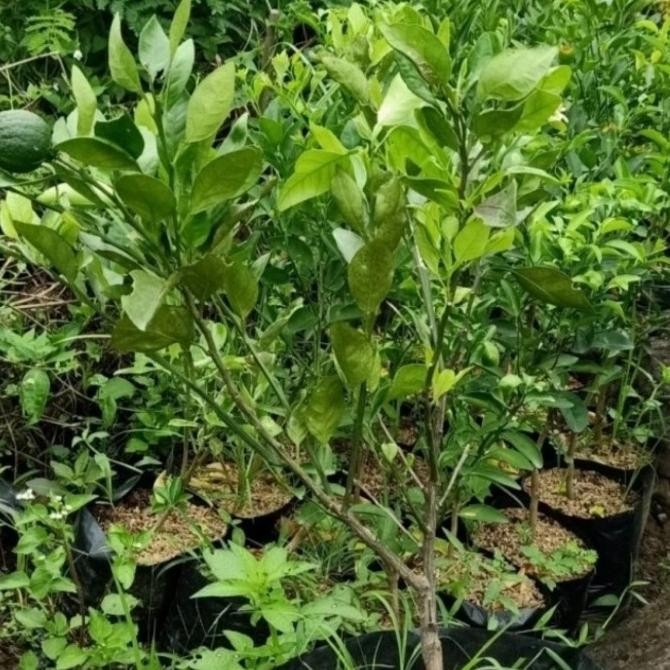 

jeruk Santang madu + pot ukuran 35 cm