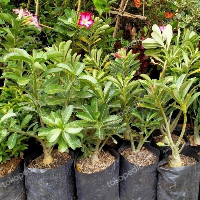 kamboja adenium/kamboja jepang