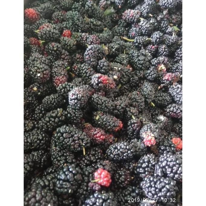

Diskon! Frozen Blackberry/buah beku blackberry 1KG