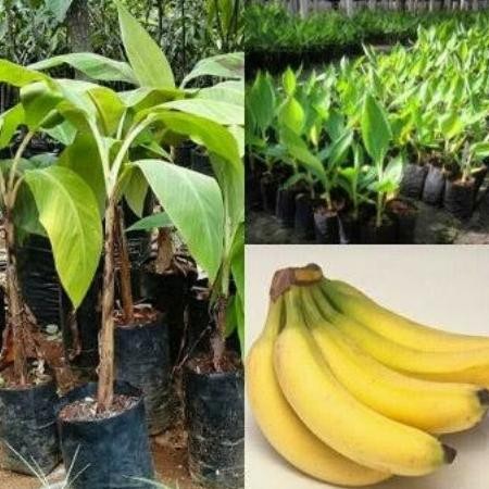 BIBIT PISANG CAVENDISH F17 UNGGUL GENJAH AZZ