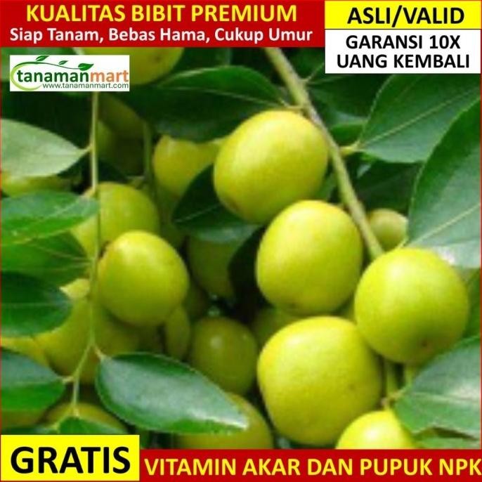 Bibit Bidara Asli Bergaransi, Pohon Buah Bidara Arab Valid FFFF