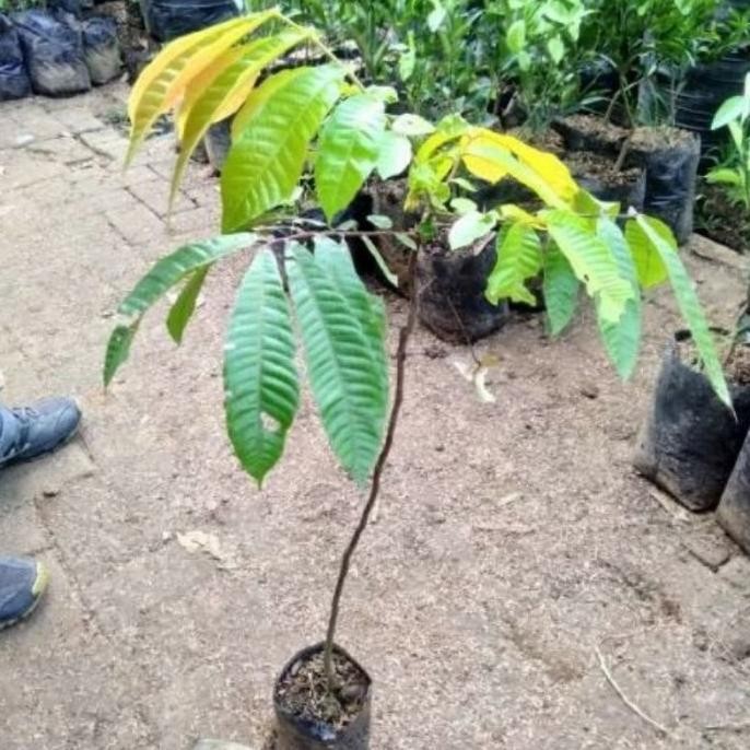 Bibit Tanaman Buah Matoa-Bibit Matoa-Bibit Matoa Cangkok PREMIUM