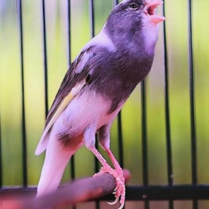 DR EDHI RONTOK OBAT RONTOK NYULAM NGURAK BULU BURUNG MURAI KENARI murah