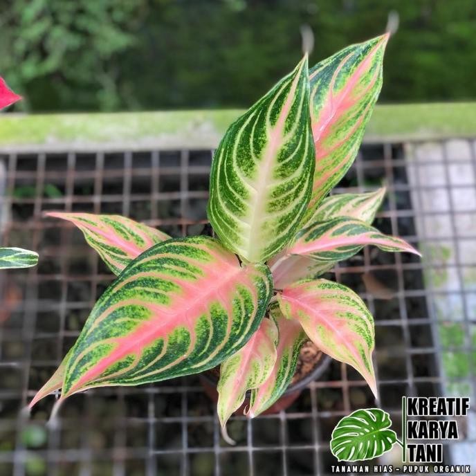 Terlaris Tanaman Hias Aglonema Pink Sunset - Aglonema Pink Sunset