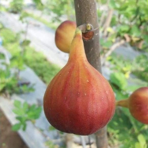 Bibit buah tin Red Palestine | Fresh cangkok pohon tin SUPER NNNN