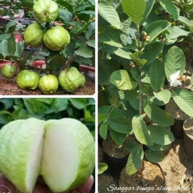 Tanaman Buah Jambu Kristal / Bibit tanaman Jambu Kristal FFFF
