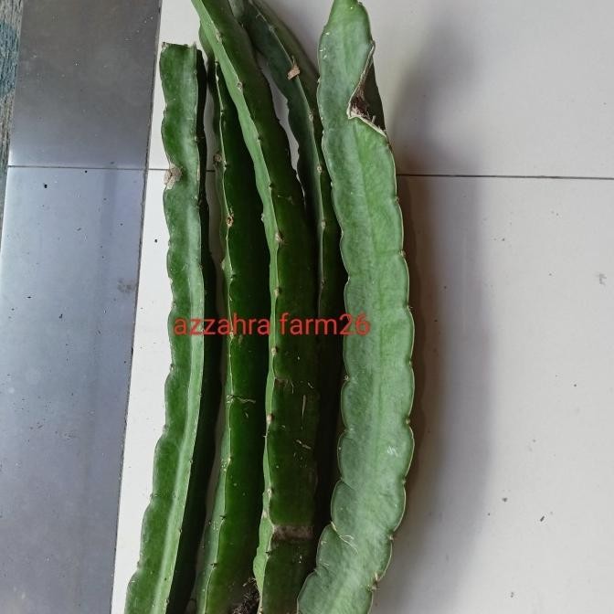 BIBIT STEK GOLDEN YELLOW ISIS/BIBIT BUAH NAGA MURAH FFFF