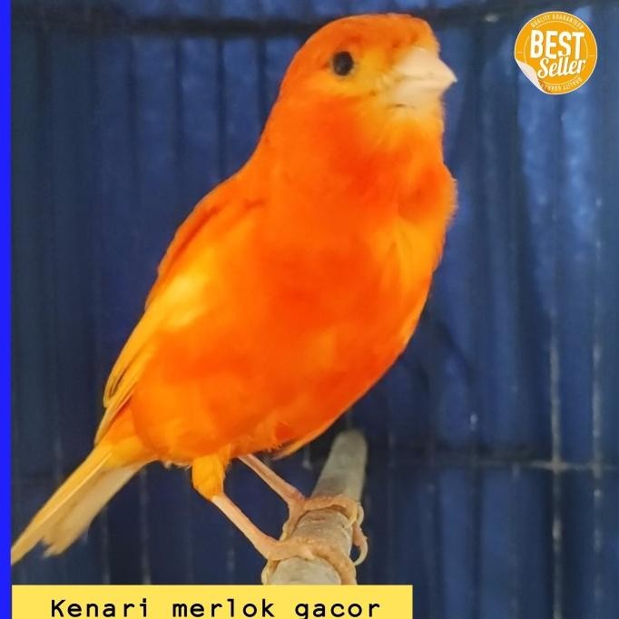 Burung kenari merah lokal jantan gacor murah