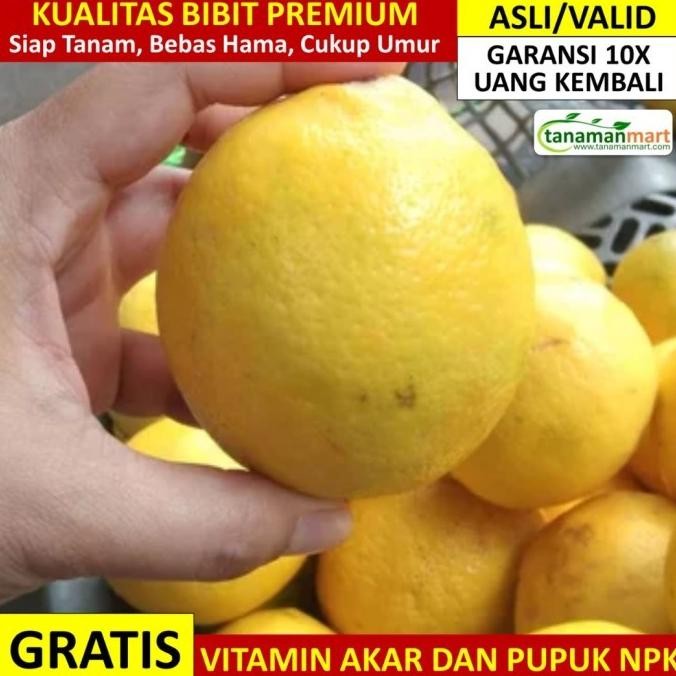 Bibit Jeruk Lemon California Asli Bergaransi, Pohon Buah Lemon Valid