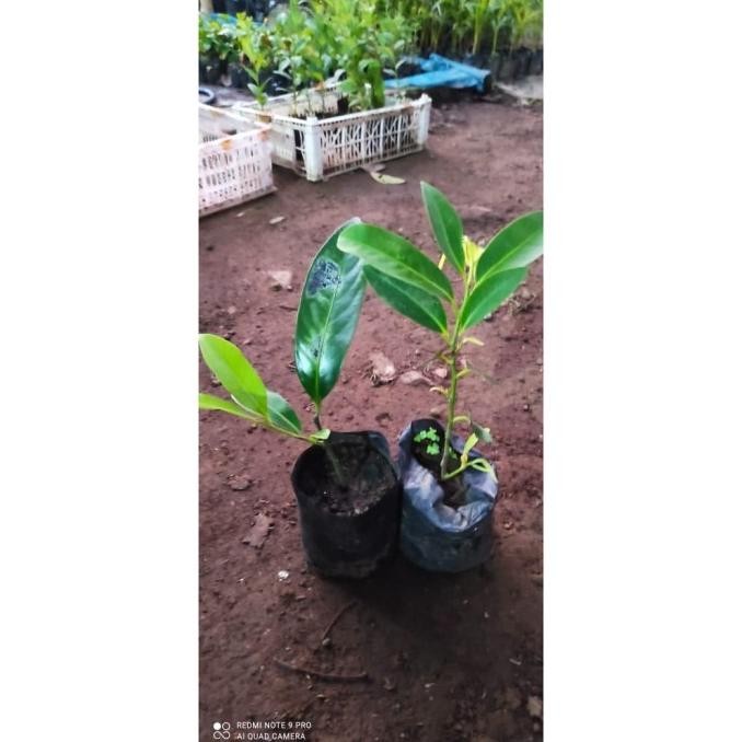 Bibit Buah Black Sapote Jumbo Asli SUPER NNNN