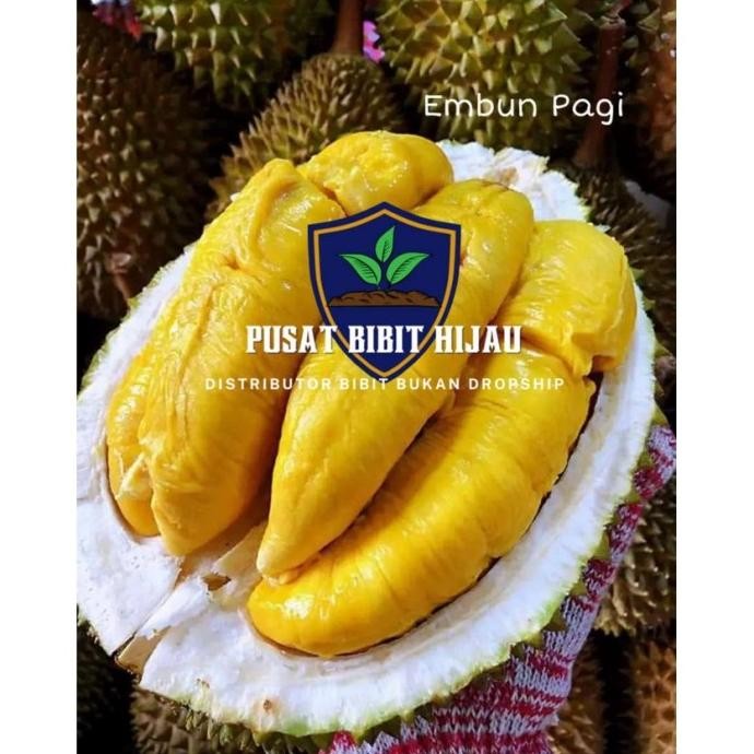 Bibit Buah Tanaman Durian Udang Merah Kaki 3 Super Okulasi Cepat