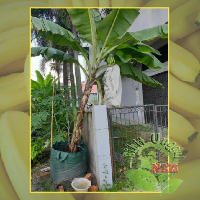 Bibit Pisang Cavendhis Unggul Bisa Tabulampot PREMIUM