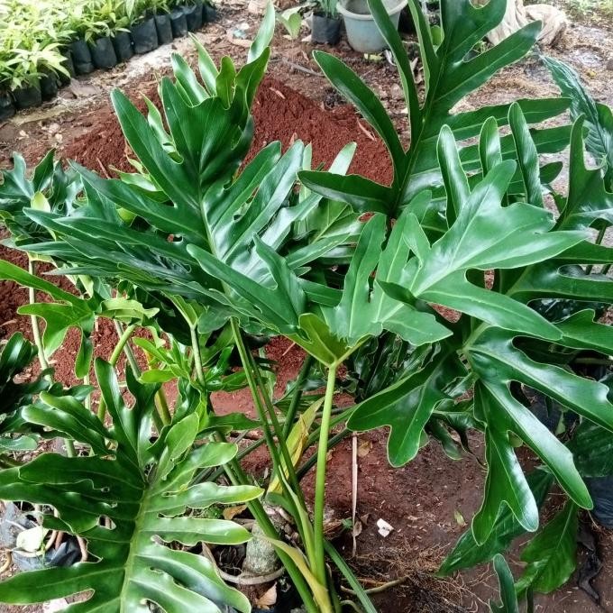 Terlaris Tanaman Hias Philo Dendrum / Philo Jari Ukuran Besar