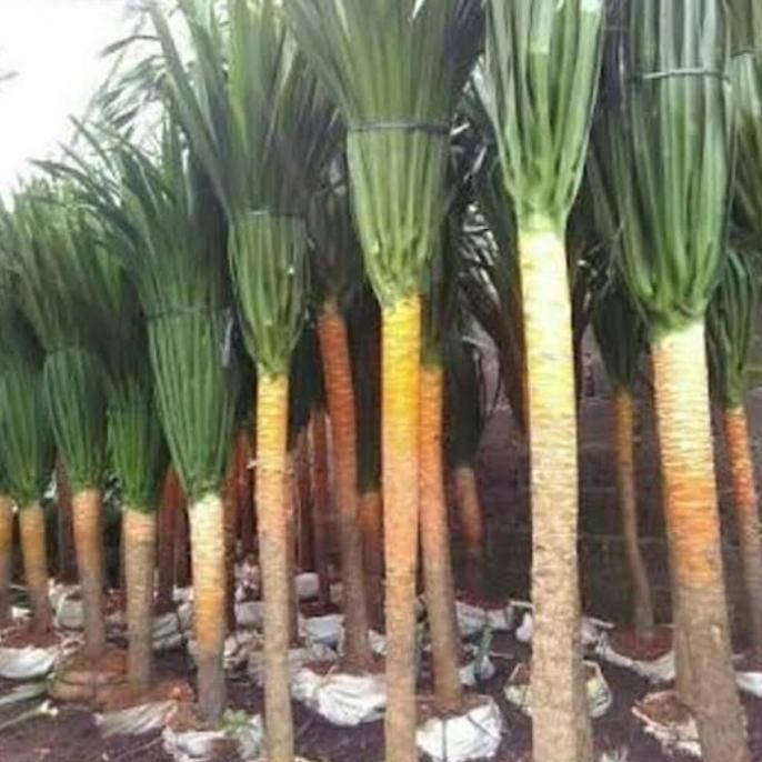 Terlaris Pandan Bali 2 Meter Tanaman Hias