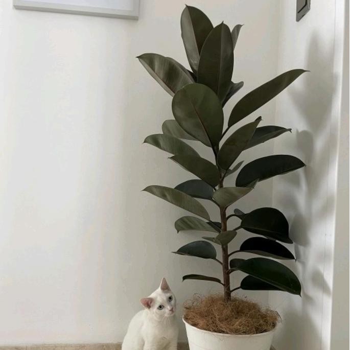 Terlaris Tanaman Hias Artificial Ficus Burgundy Karet Kebo - Tanaman Hidup Karet Kebo Indoor