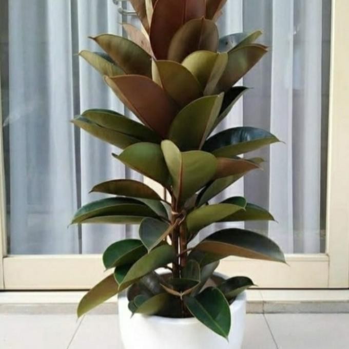 tanaman hias karet kebo / karet kebo ficus elastica maroon + pot tawon murah