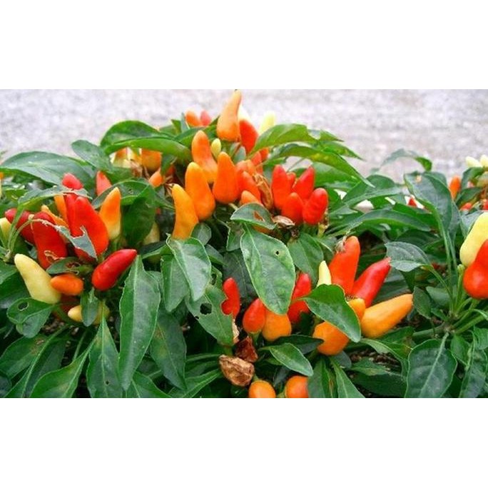 

Tanaman Buah - Cabe / Cabai Rawit Domba BUKAN BIJI! murah