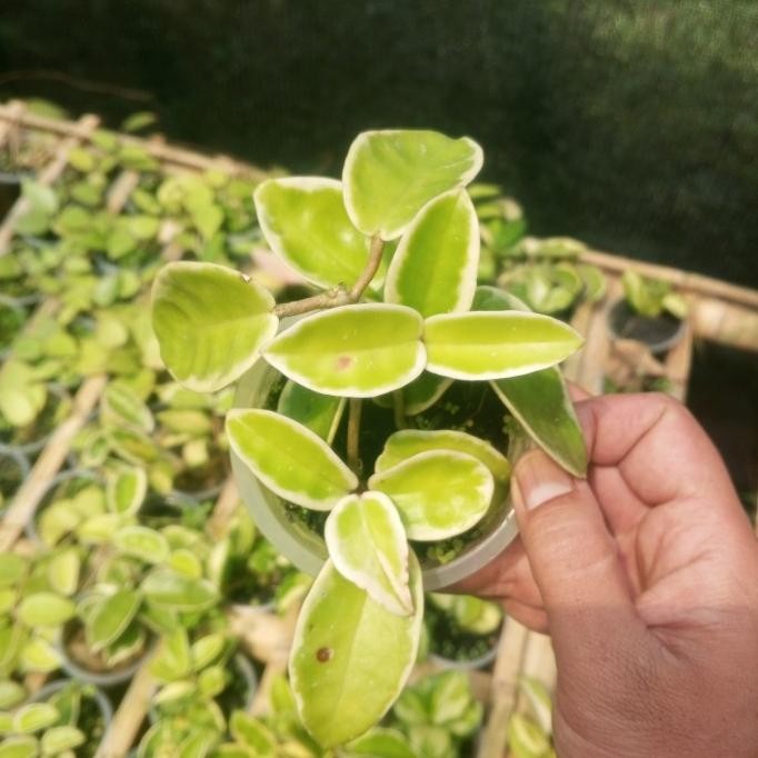 tanaman hias Hoya paket 7 plant murah murah