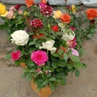 PAKET 5 POHON BUNGA MAWAR HIDUP SUDAH BERBUNGA + POT HITAM