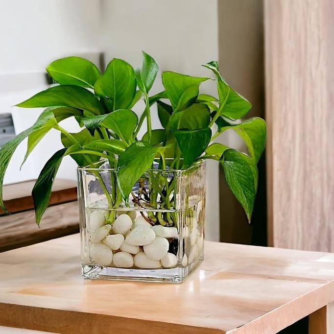Vas Bunga Kaca Kotak Minimalis Aesthetic / Pot Hidroponik Terarium