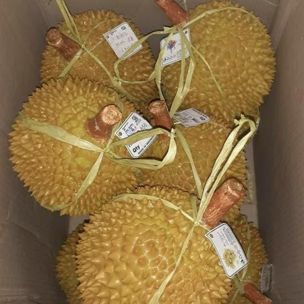 

buah durian buah durian hias replika buah durian dummy durian palsu