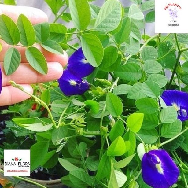 Tanaman Hidup Indoor Kembang Telang Bibit Tanaman Indoor Gantung