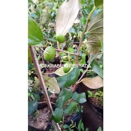 Bibit Buah Apel Putsa atau Apel India Kondisi Berbunga Cepat Berbuah PREMIUM