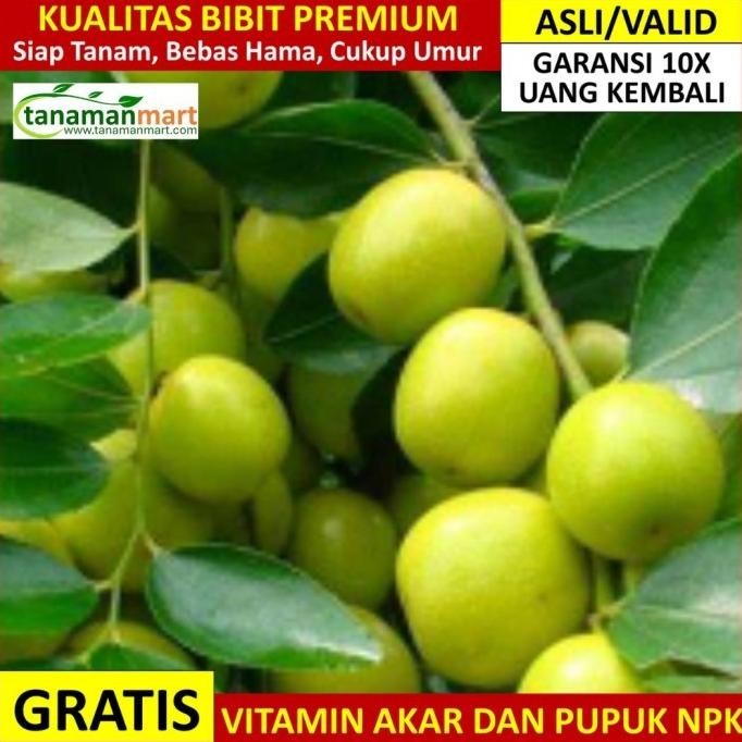 Bibit Bidara Asli Bergaransi, Pohon Buah Bidara Arab Valid FFFF PREMIUM