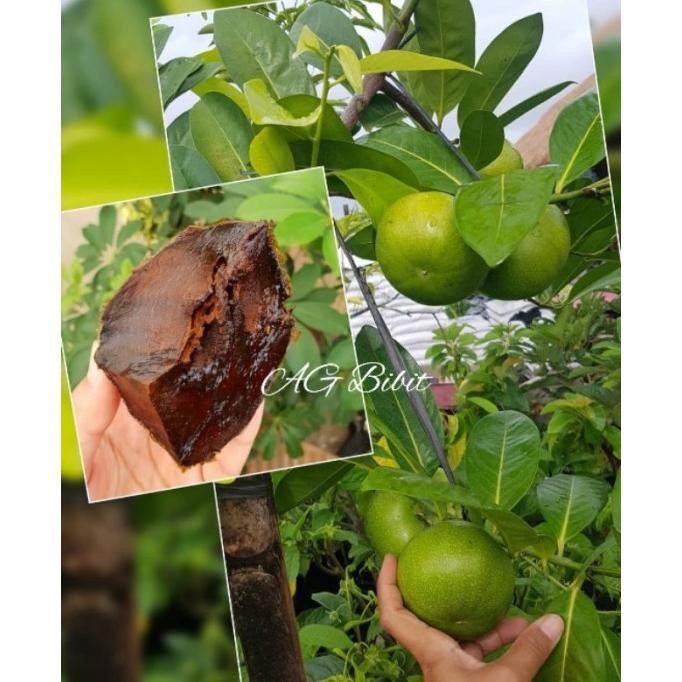 Bibit Buah Black Sapote Asli / Sawo Jumbo Berrna Cokelat Melekat SUPER PREMIUM