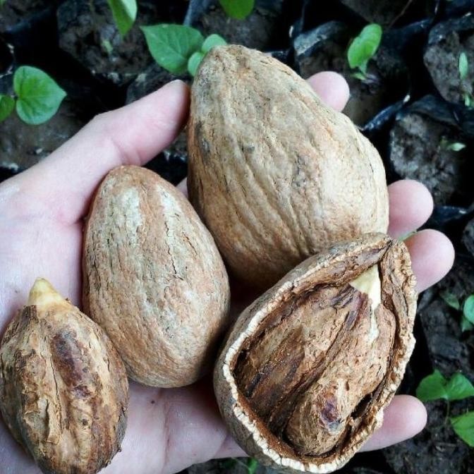 Bibit Tanaman Kenari Pohon Buah Kenari Bumbu Rempah FFFF PREMIUM