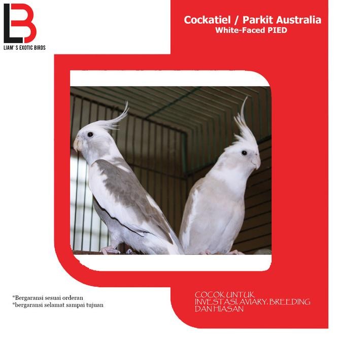 Sale Burung Falk Australia White Face Sepasang Dewasa
