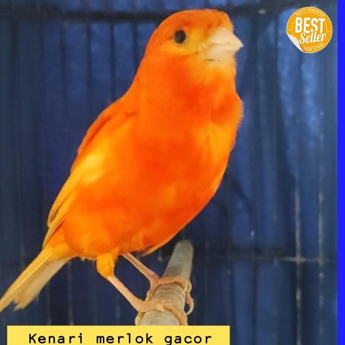 Murah Burung Kenari Merah Lokal Jantan Gacor