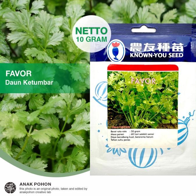 (1 PACK) Benih Daun Ketumbar FAVOR Cilantro Coriander Seeds - KYS murah