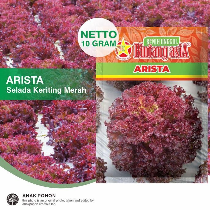 (1 PACK) Benih Selada Keriting Merah ARISTA Red Rapid Lettuce Seeds - Bintang Asia - 10 GRAM murah