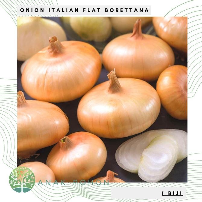 

Benih Bibit Biji - Onion Italian Flat Borettana Bawang Bombay Seeds murah